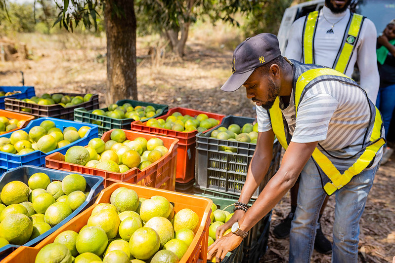 Olabanjo Ojo collects surplus oranges at Fempanath Nigeria's citrus farm. Lagos Food Bank Initiative will distribute the oranges to communities facing hunger. (Photo: The Global FoodBanking Network, Julius Ogundiran)