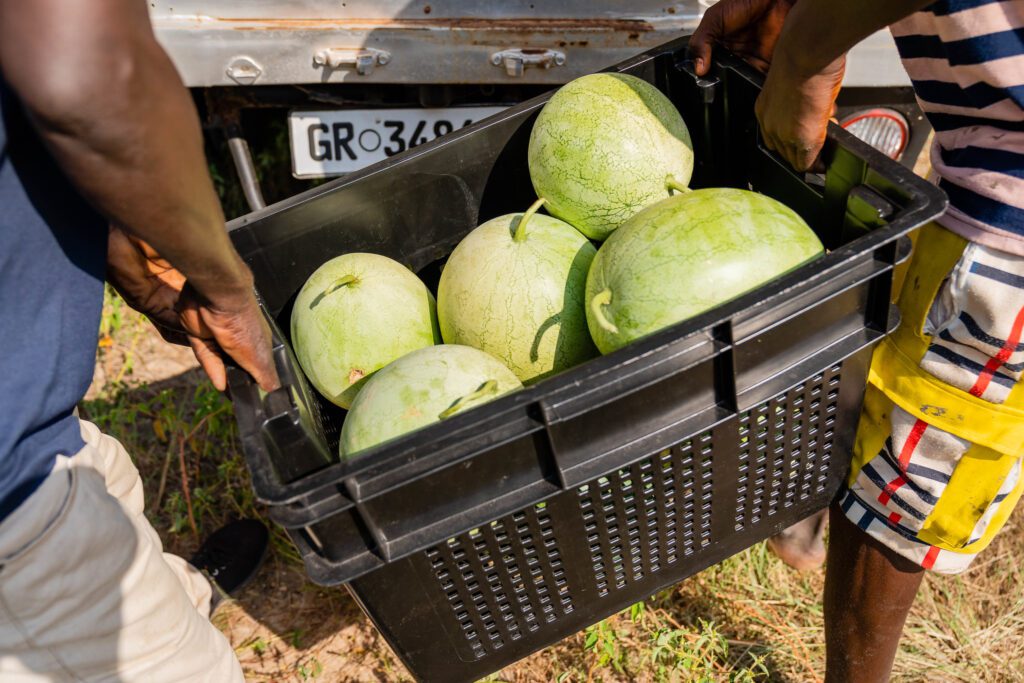 In Ada-West, Accra, Ghana, surplus watermelons are recovered from Ezekiel Agbovie's farm and donated to Food for All Africa. (Photo: The Global FoodBanking Network/Julius Ogundiran)