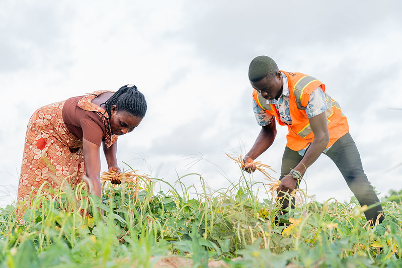 In Accra, Ghana, farmer Victoria Agbeduamenu stands with her son Isaac Agbovie Adinortey, a field coordinator for Food For All Africa, harvest beans from her farm that will be donated to the food bank. (Photo: The Global FoodBanking Network/Julius Ogundiran)
