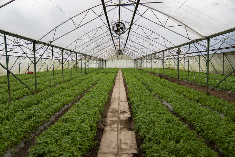 Rows of leafy vegetables grow in Pilones y Flores farm's central greenhouse. (Photo: The Global FoodBanking Network/Tomas Ayuso)