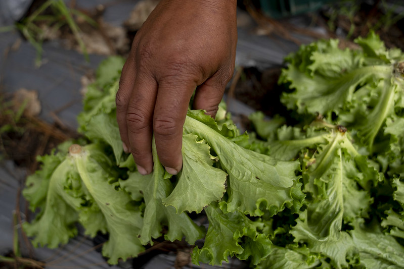 Pilones y Flores farmhand, Manuel Ferrera, picks lettuce just as the sun begins to set between the Honduran mountains. (Photo: The Global FoodBanking Network/Tomas Ayuso)
