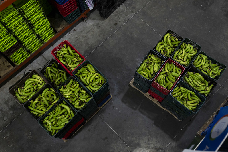 At Desarrollo en Movimiento's warehouse in Guatemala City, donated plantains are ready to be distributed to community organizations across Guatemala. (Photo: The Global FoodBanking Network/Tomas Ayuso)