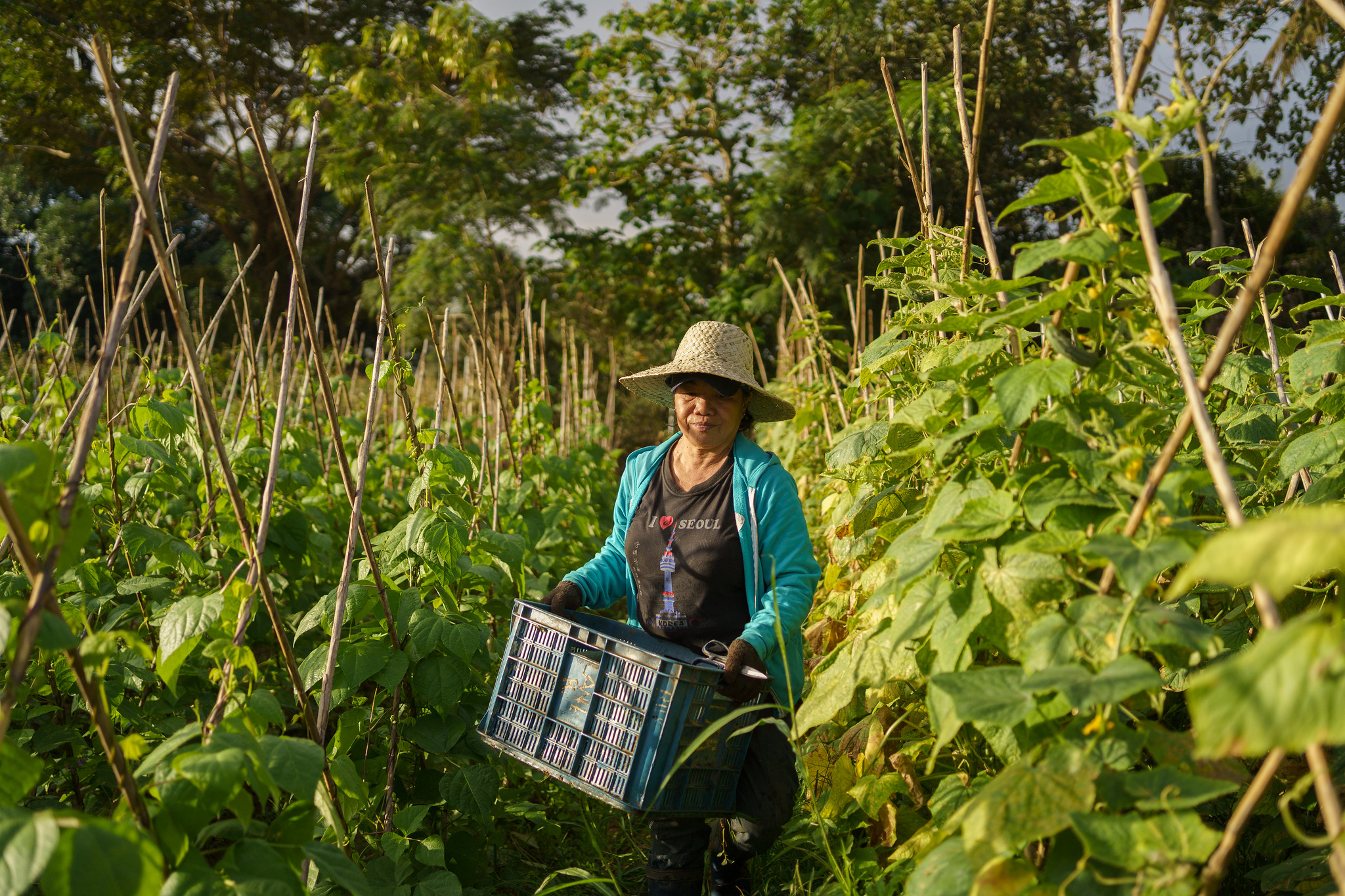 Melanie Runas, a farmer and mother of five, grows a variety of crops, including sweet potatoes, green beans, peppers, tomatoes, and corn. Runas' farm is 10 minutes away from the Nueva Vizcaya Agricultural Terminal, where she goes to sell her produce on nearly a daily basis. When she has surplus produce, she may bring it to Rise Against Hunger Philippines' food bank there to trade it in for rice, cooking oil, instant coffee, tinned proteins, and other staple items. (Photo: The Global FoodBanking Network/Thomas Cristofoletti)